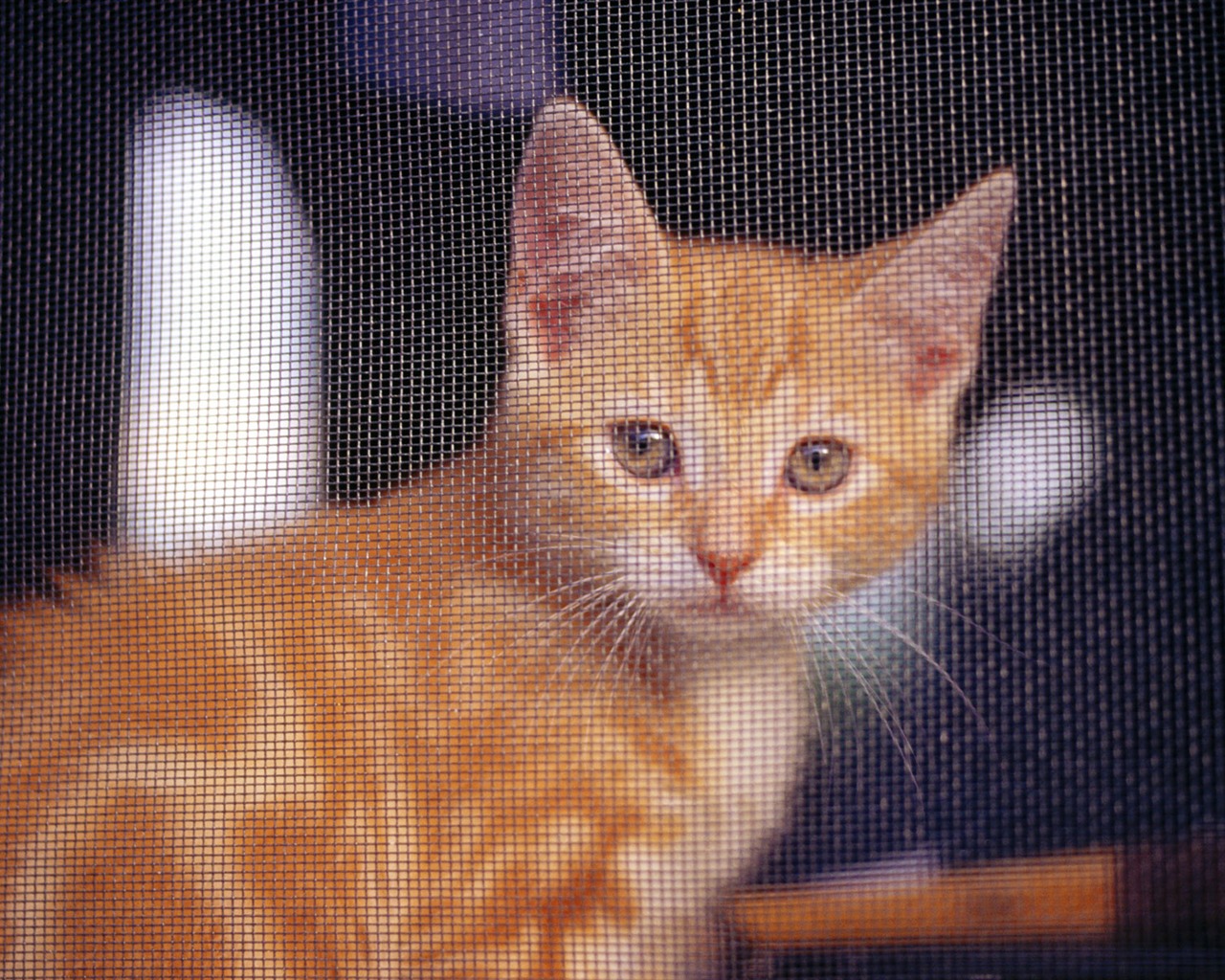 HD fotografía de fondo lindo gatito #10 - 1280x1024
