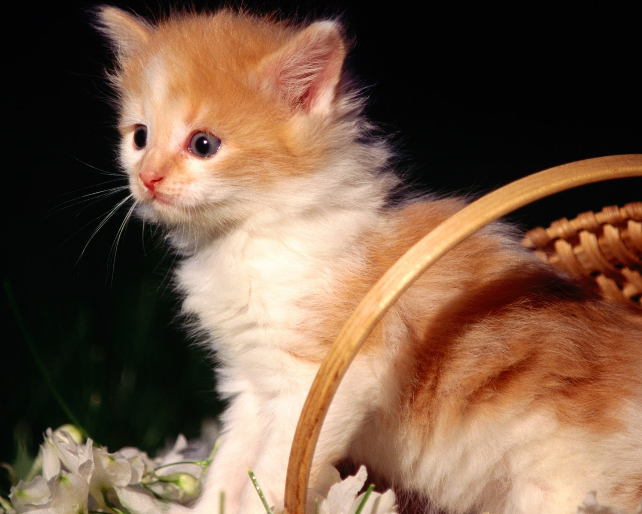 HD fotografía de fondo lindo gatito #13 - 1280x1024