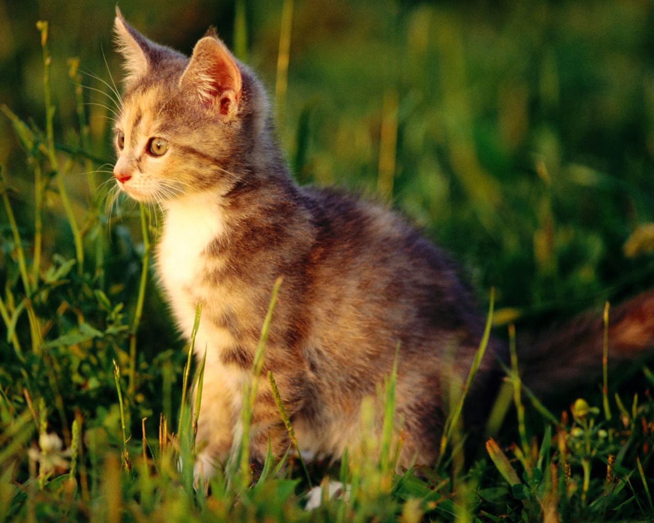 HD fotografía de fondo lindo gatito #15 - 1280x1024