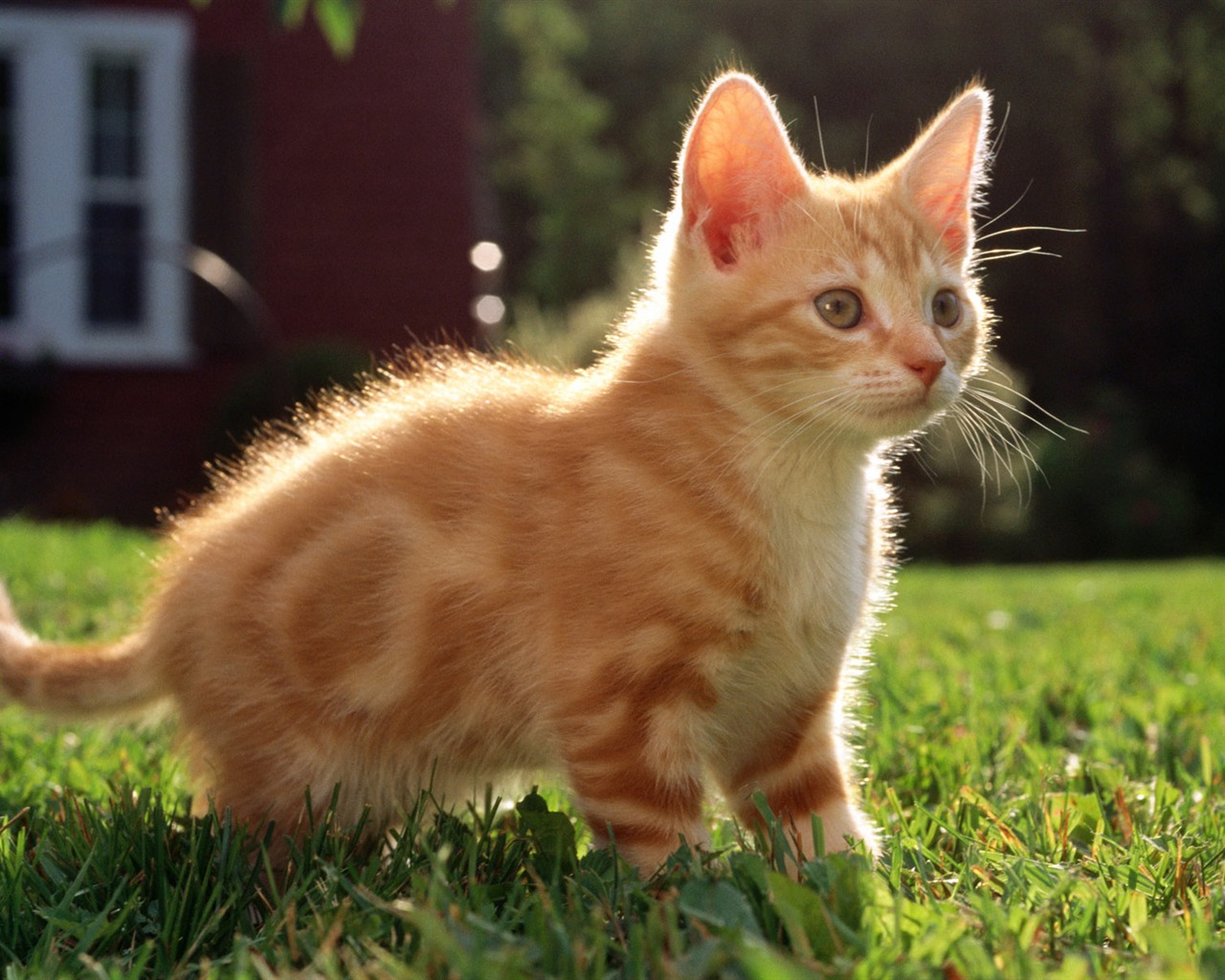 HD fotografía de fondo lindo gatito #18 - 1280x1024