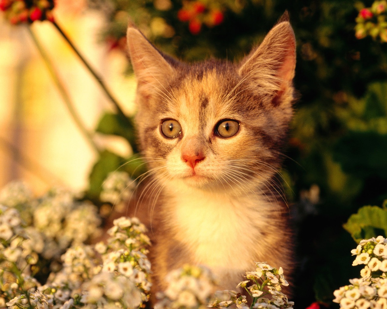 HD wallpaper cute cat photo #21 - 1280x1024