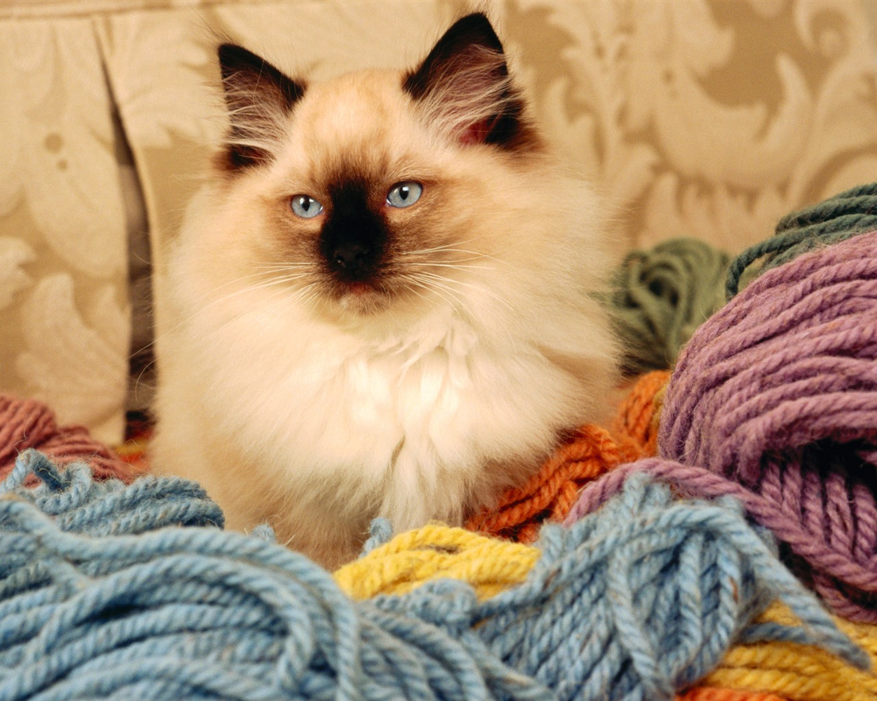 HD Wallpaper cute cat Foto #22 - 1280x1024