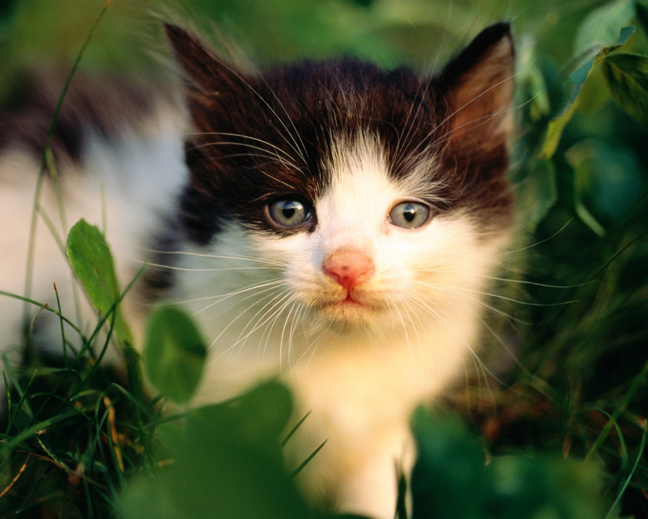 HD fotografía de fondo lindo gatito #25 - 1280x1024