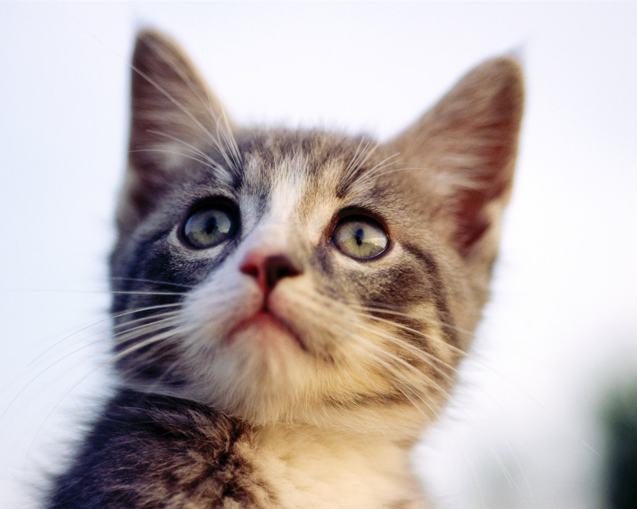 HD fotografía de fondo lindo gatito #26 - 1280x1024