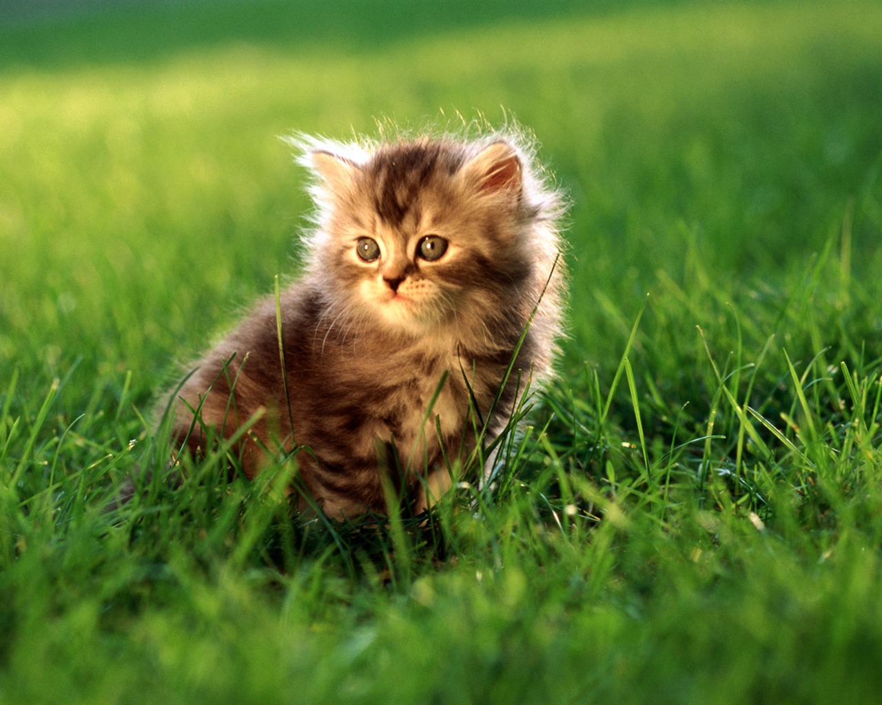HD fotografía de fondo lindo gatito #27 - 1280x1024