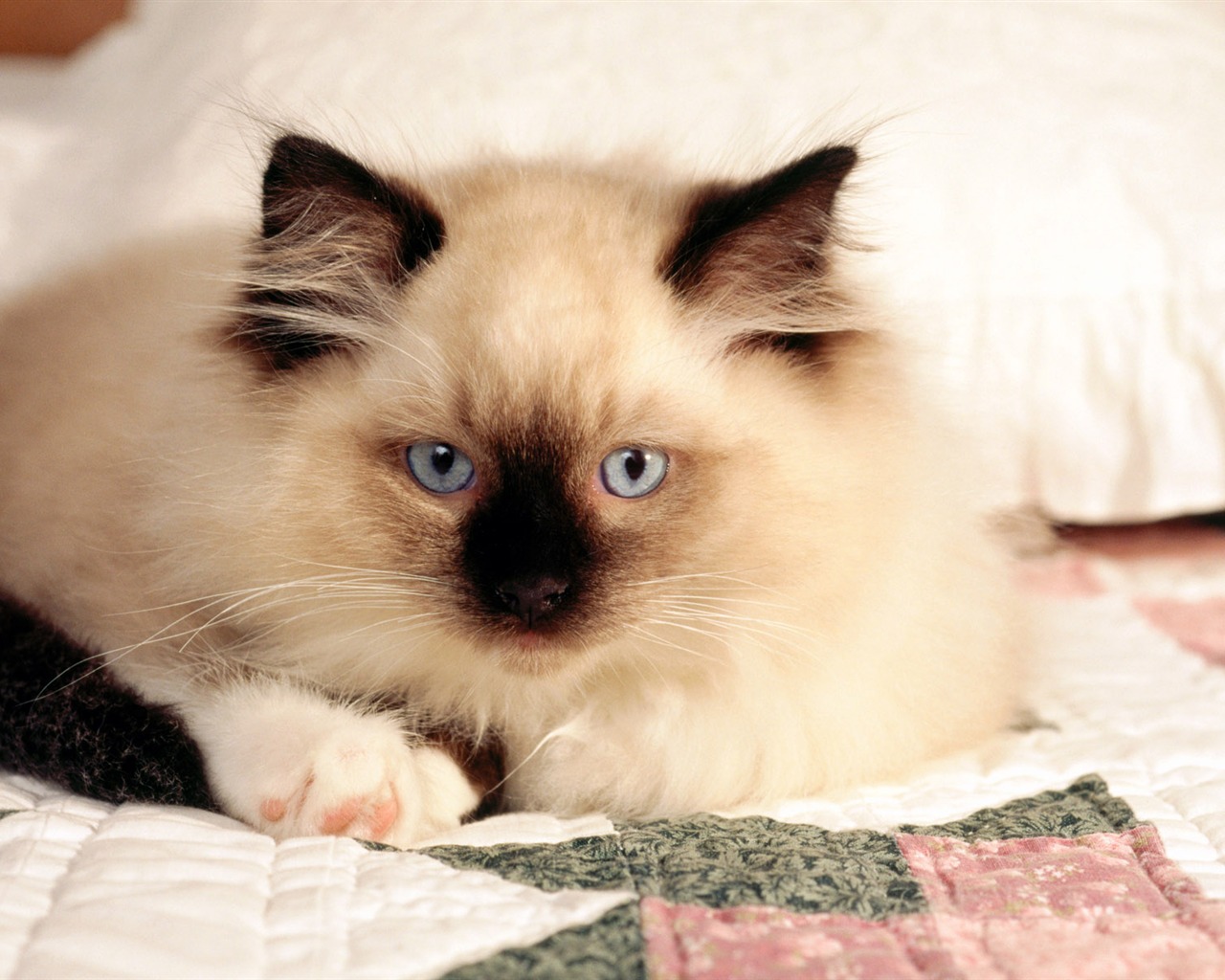 HD Wallpaper cute cat Foto #33 - 1280x1024