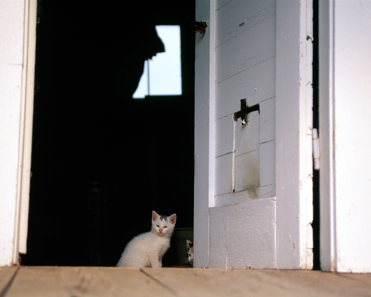 HD fotografía de fondo lindo gatito #36 - 1280x1024