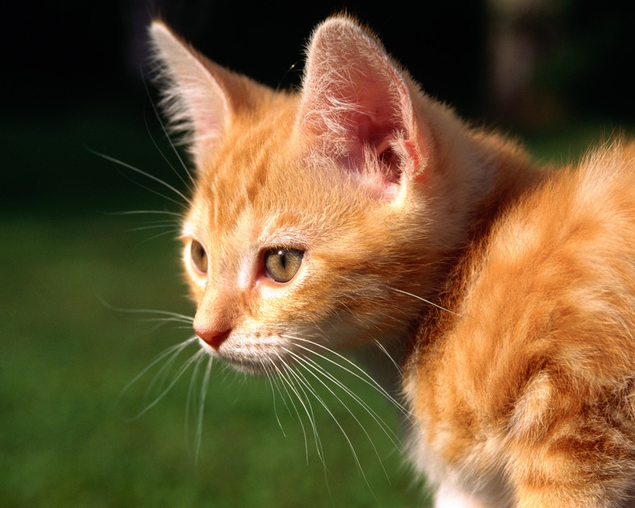 HD fotografía de fondo lindo gatito #37 - 1280x1024