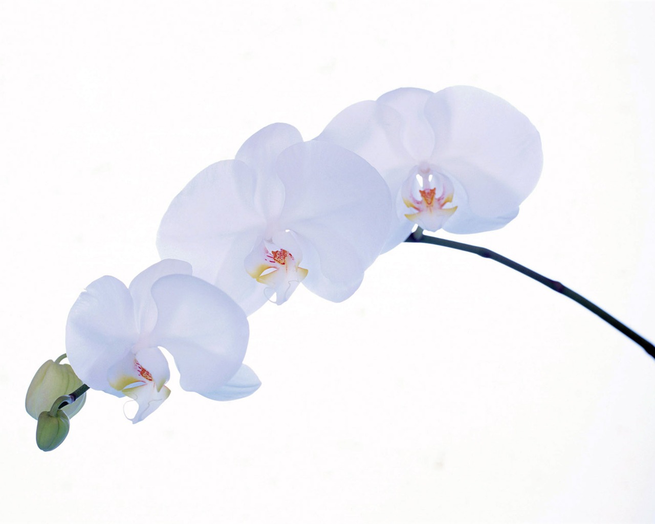 ルームサービス、絶妙な花の壁紙 #32 - 1280x1024