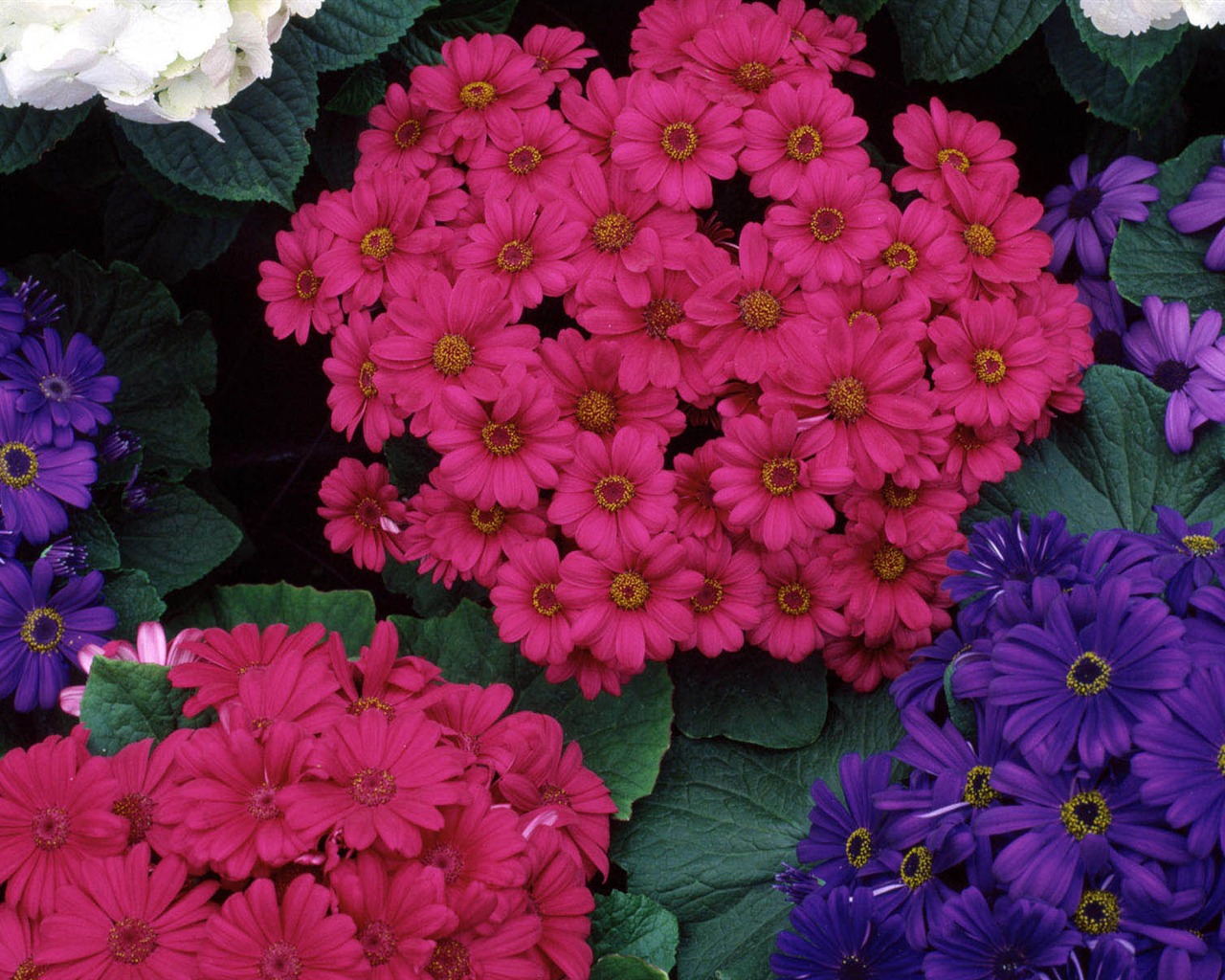 HD обои цветы в полном расцвете #28 - 1280x1024