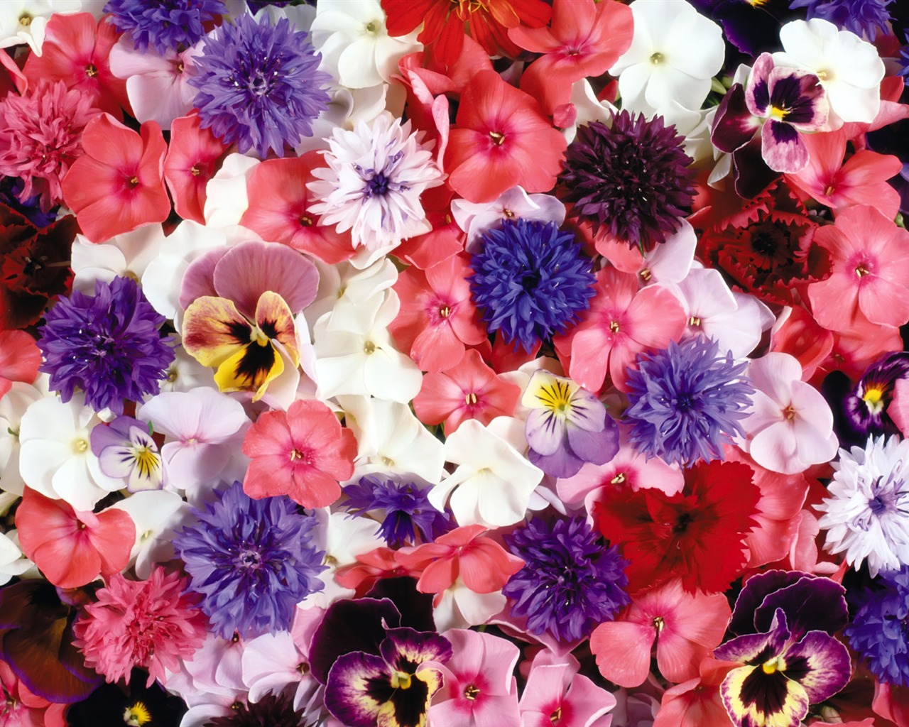 Rodeado de flores impresionantes fondos de escritorio #1 - 1280x1024