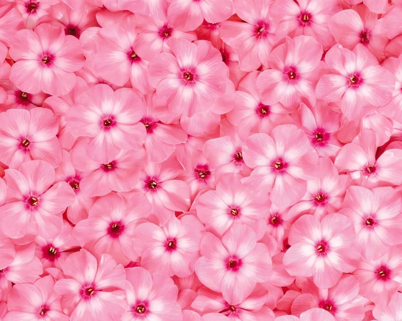 Obklopen ohromující květiny tapety #14 - 1280x1024