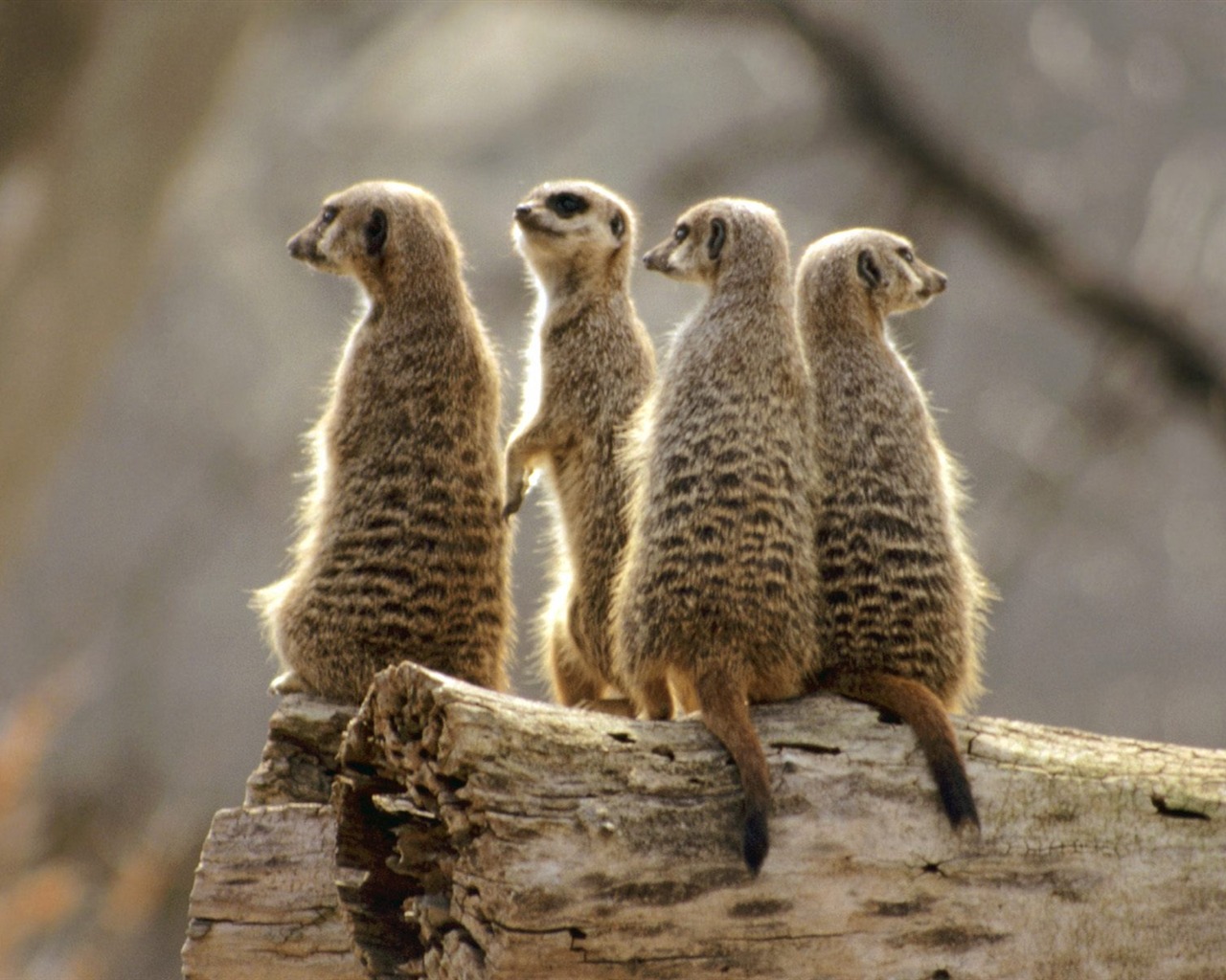 Magnifique écran mondiale des animaux #2 - 1280x1024