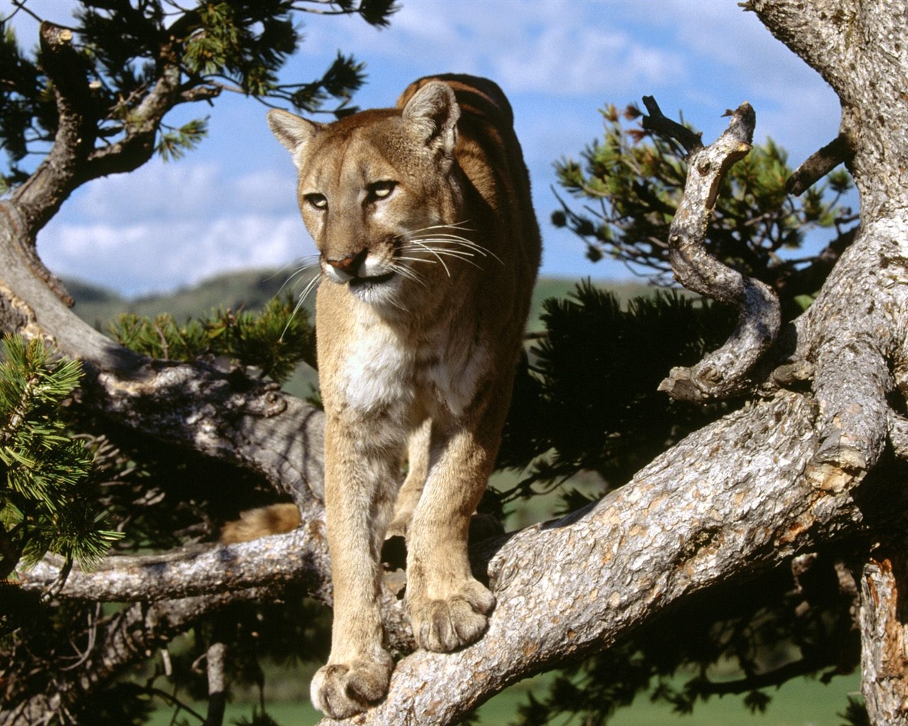 Magnifique écran mondiale des animaux #5 - 1280x1024