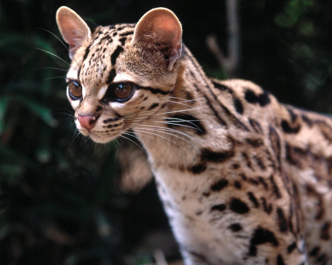 Magnifique écran mondiale des animaux #9 - 1280x1024