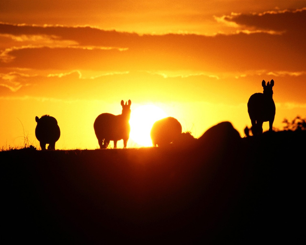 Magnifique écran mondiale des animaux #30 - 1280x1024