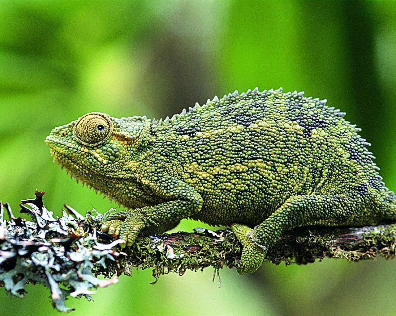 HD álbumes lagarto fondo de pantalla #6 - 1280x1024