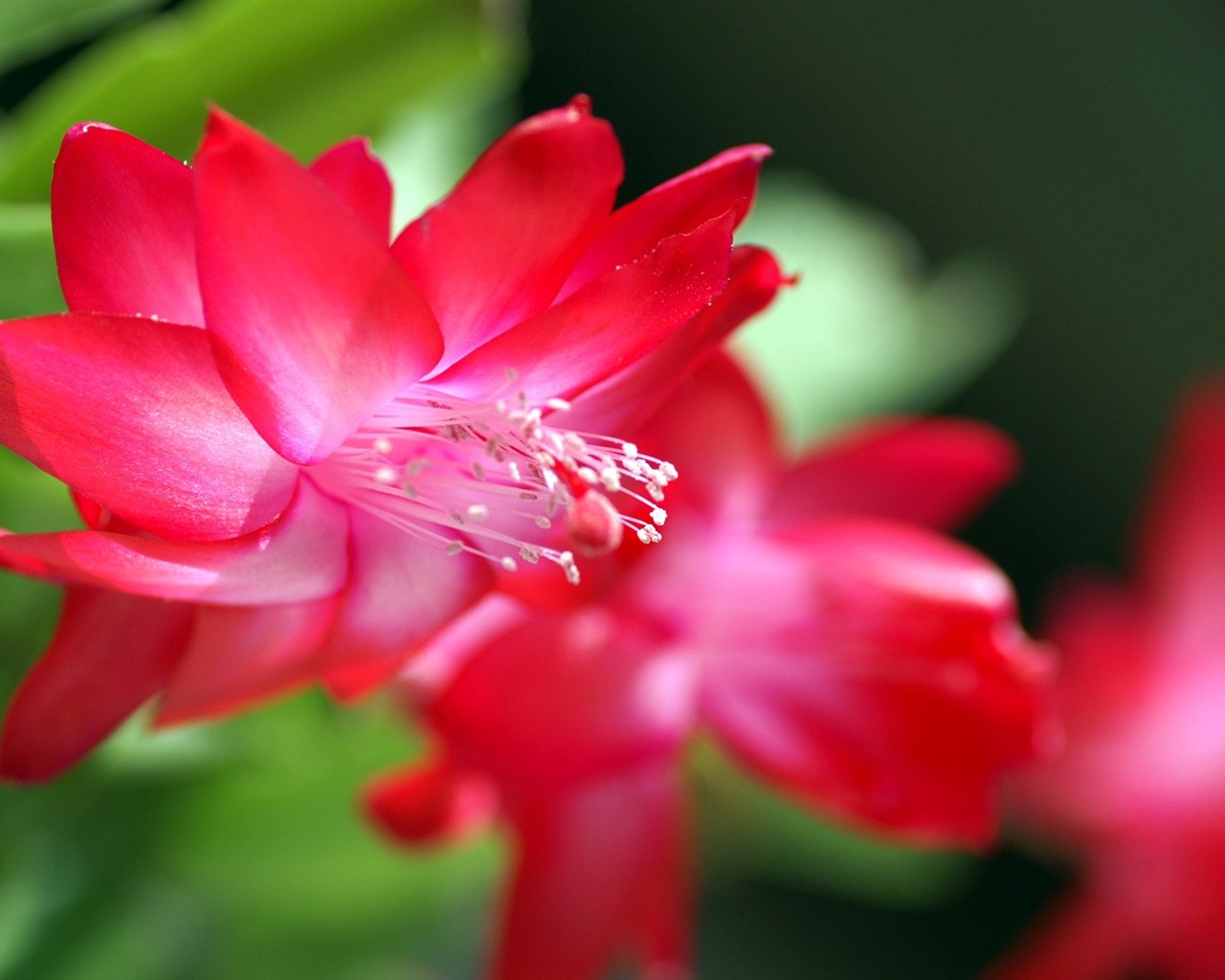 Osobní Květiny HD Tapety na plochu #30 - 1280x1024