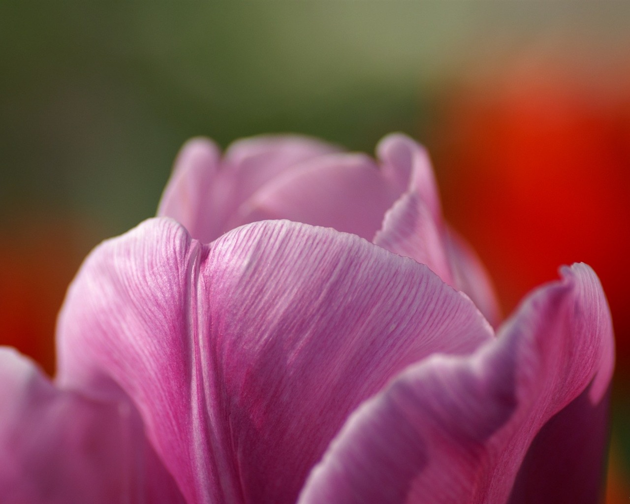 Osobní Květiny HD Tapety na plochu #48 - 1280x1024