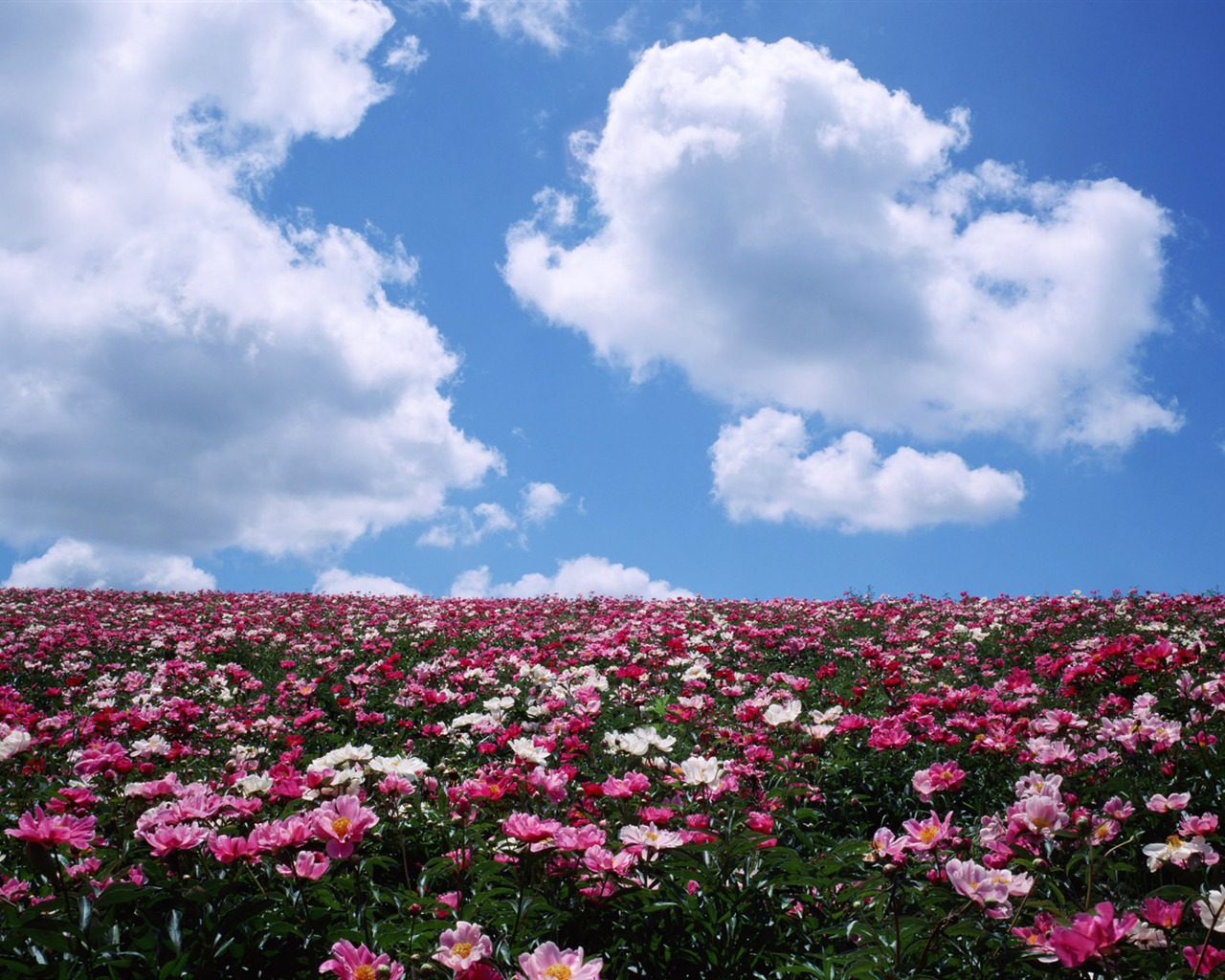 Blue sky white clouds and flowers wallpaper #4 - 1280x1024