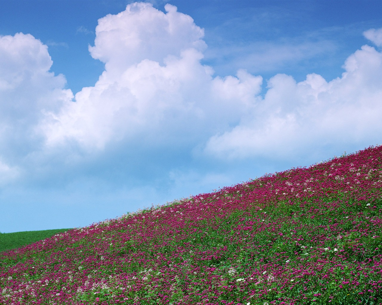 Blauer Himmel, weiße Wolken und Blumen Wallpaper #13 - 1280x1024