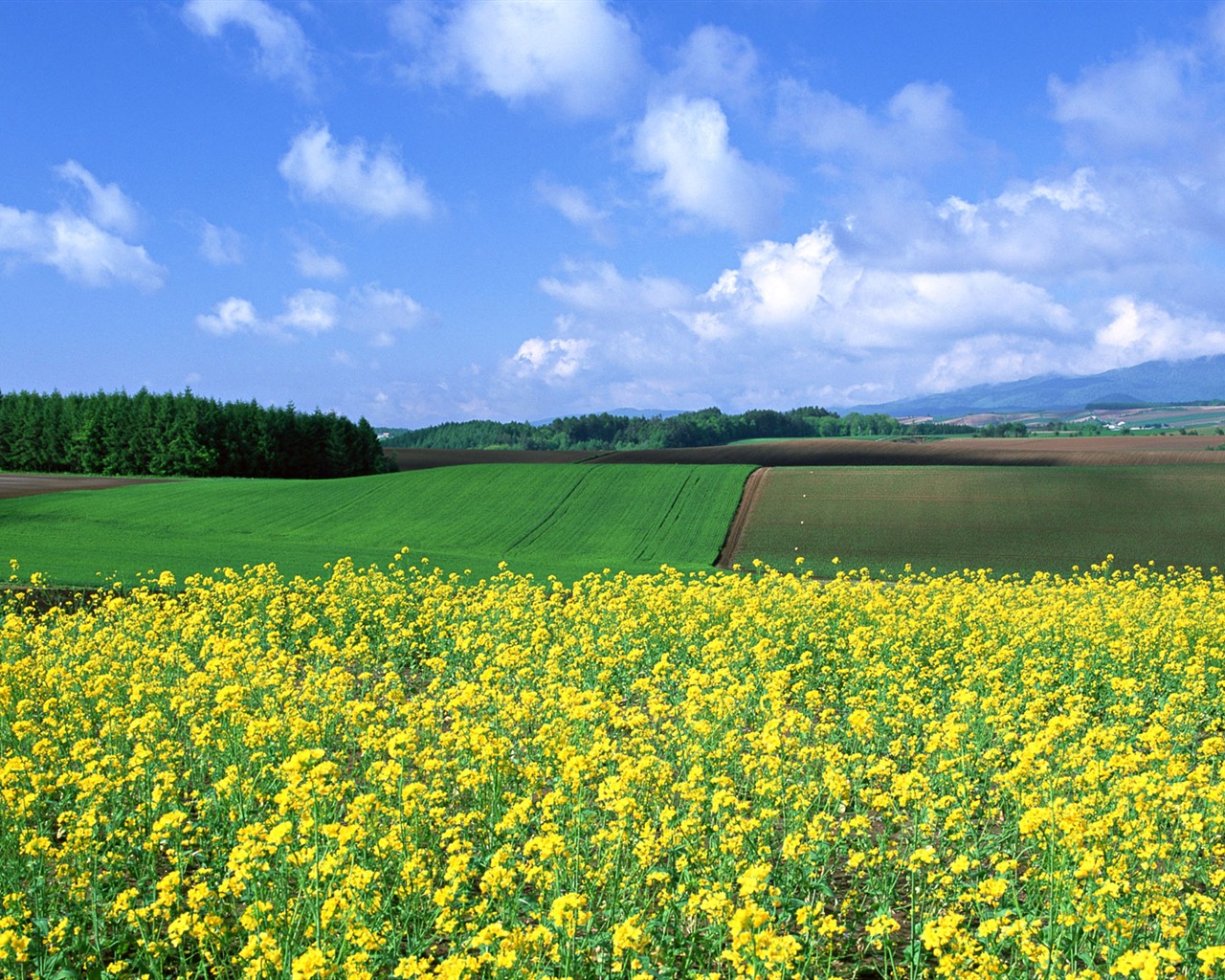 Blauer Himmel, weiße Wolken und Blumen Wallpaper #15 - 1280x1024