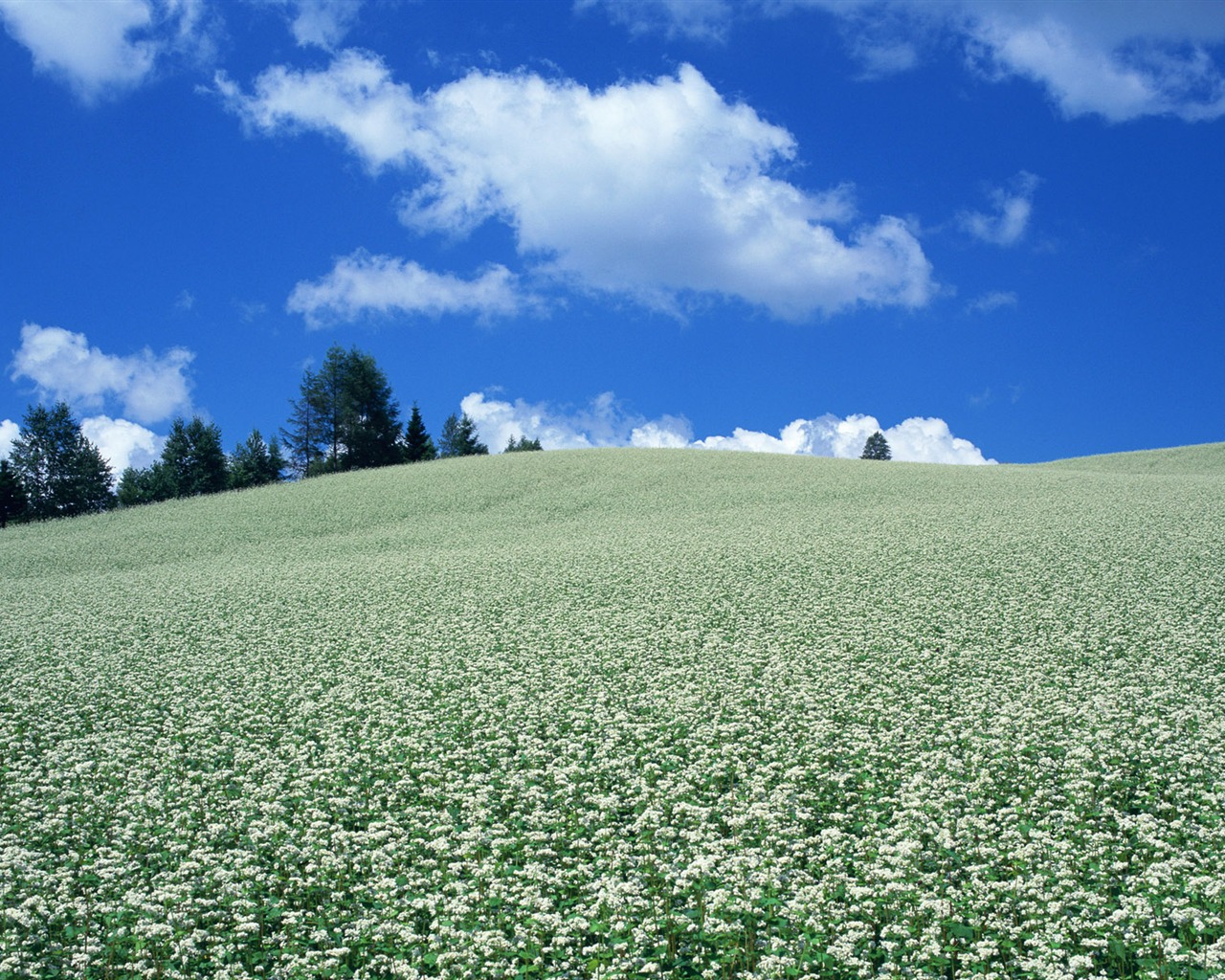 Blue sky white clouds and flowers wallpaper #17 - 1280x1024