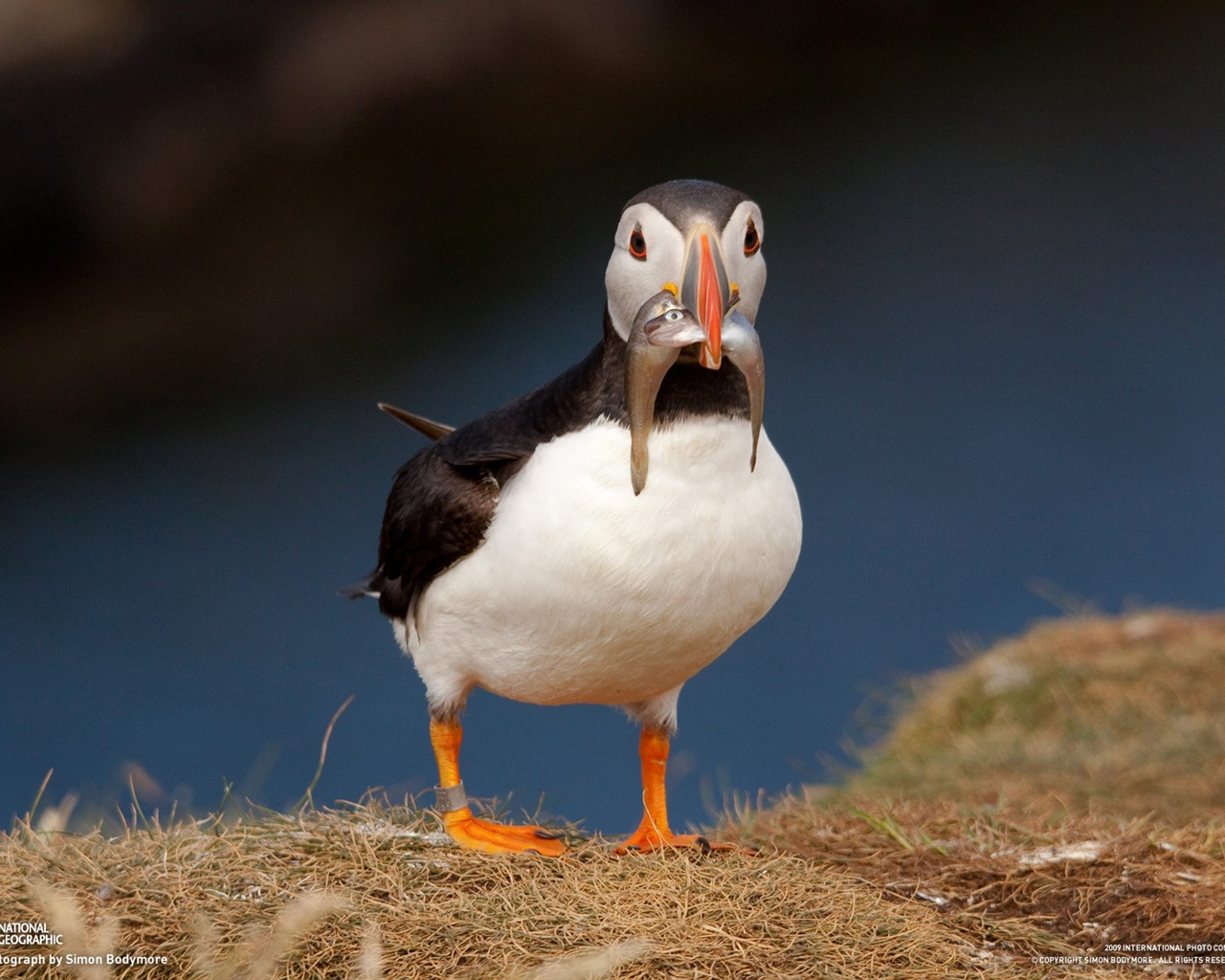 National Geographic Wallpapers Animal articles (1) #1 - 1280x1024