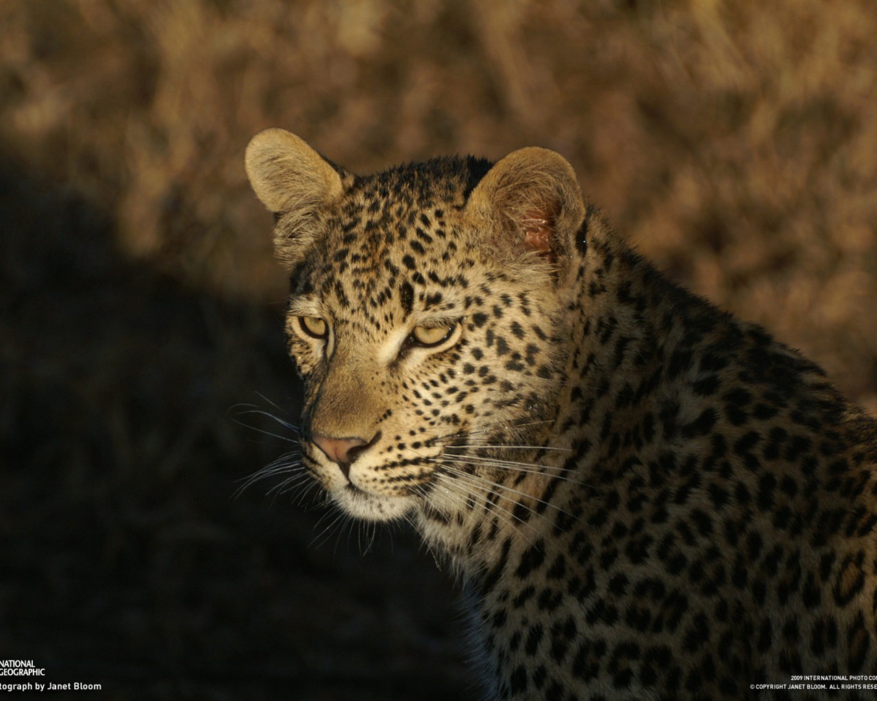 National Geographic Bilder Animal Artikeln (1) #9 - 1280x1024