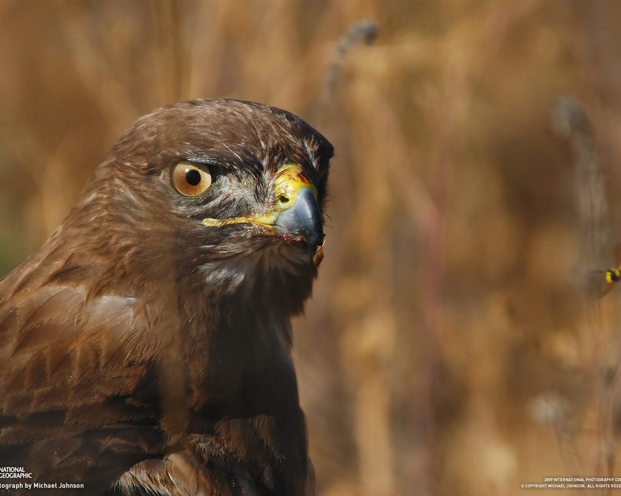 National Geographic Bilder Animal Artikeln (1) #14 - 1280x1024