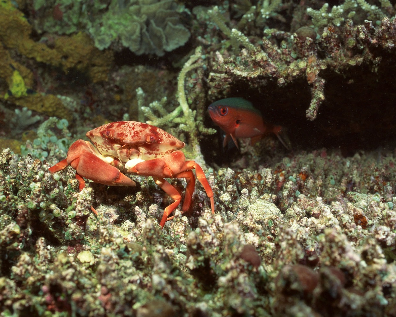 Deep Blue Underwater World Wallpaper #10 - 1280x1024