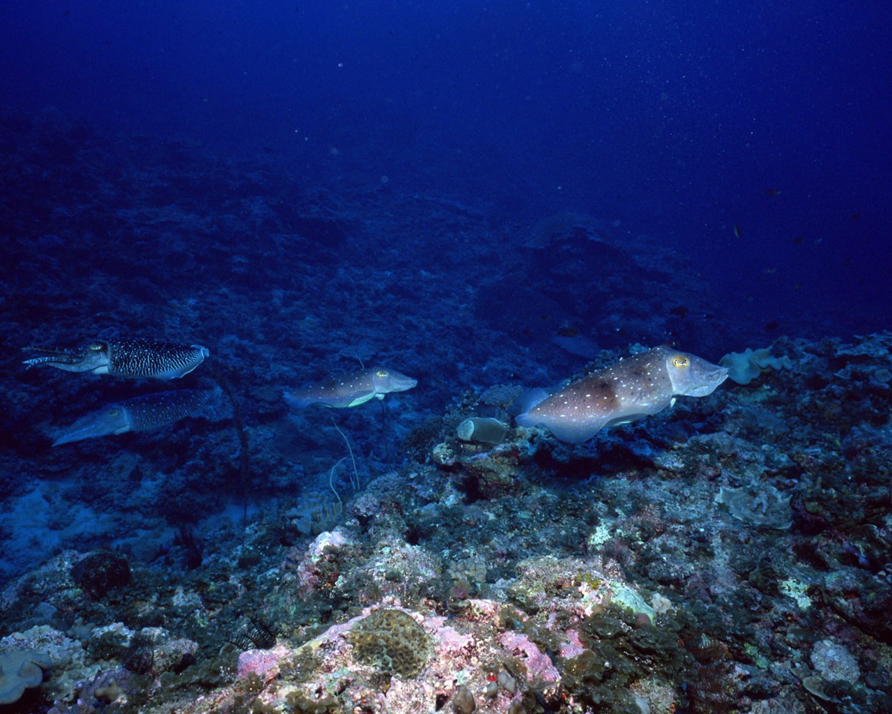 Deep Blue Underwater World Wallpaper #13 - 1280x1024