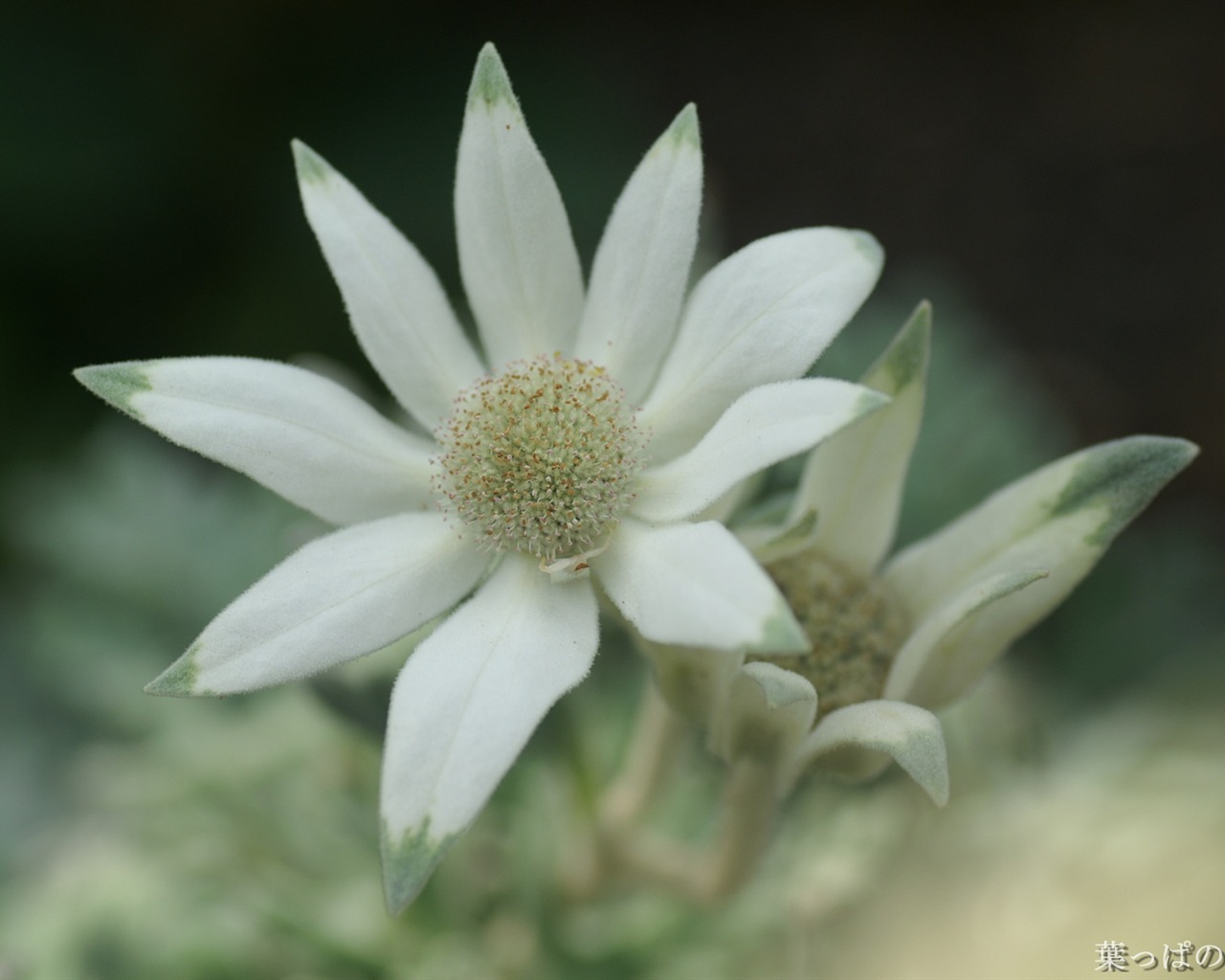 Fleurs exquises d'écran #18 - 1280x1024