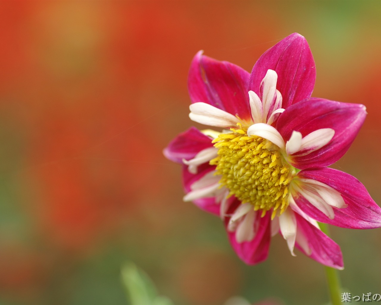 Exquisite Flowers Wallpapers #22 - 1280x1024