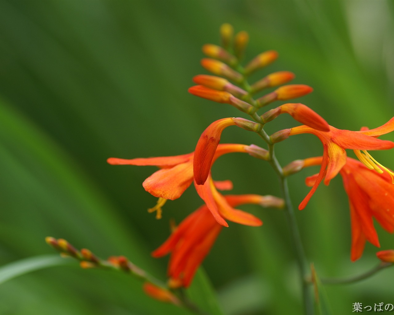 Fleurs exquises d'écran #26 - 1280x1024