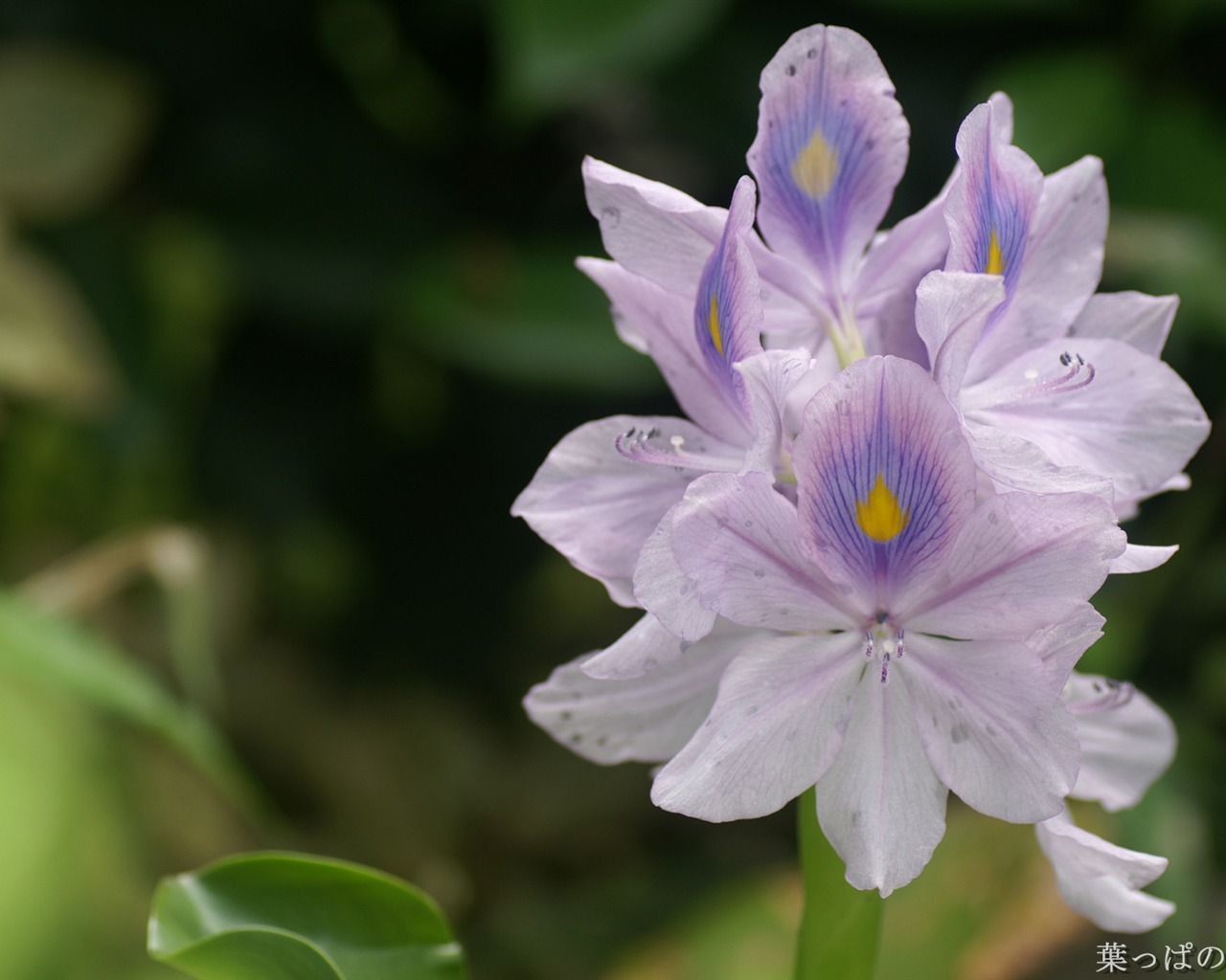 Fleurs exquises d'écran #30 - 1280x1024