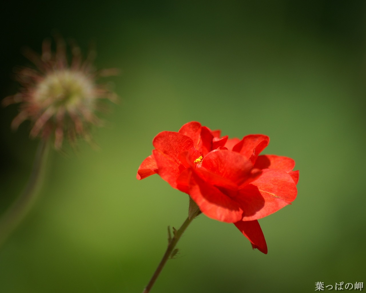 Fleurs exquises d'écran #45 - 1280x1024