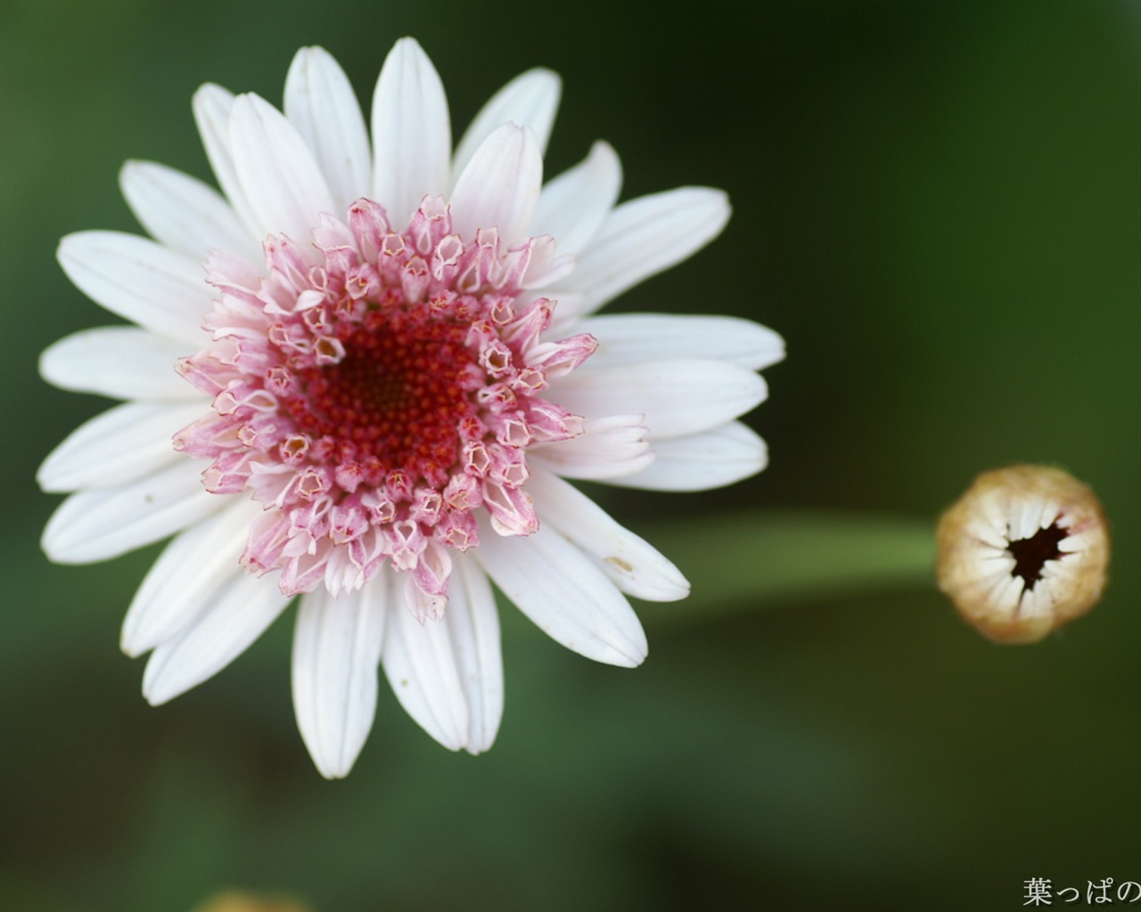 Fleurs exquises d'écran #47 - 1280x1024