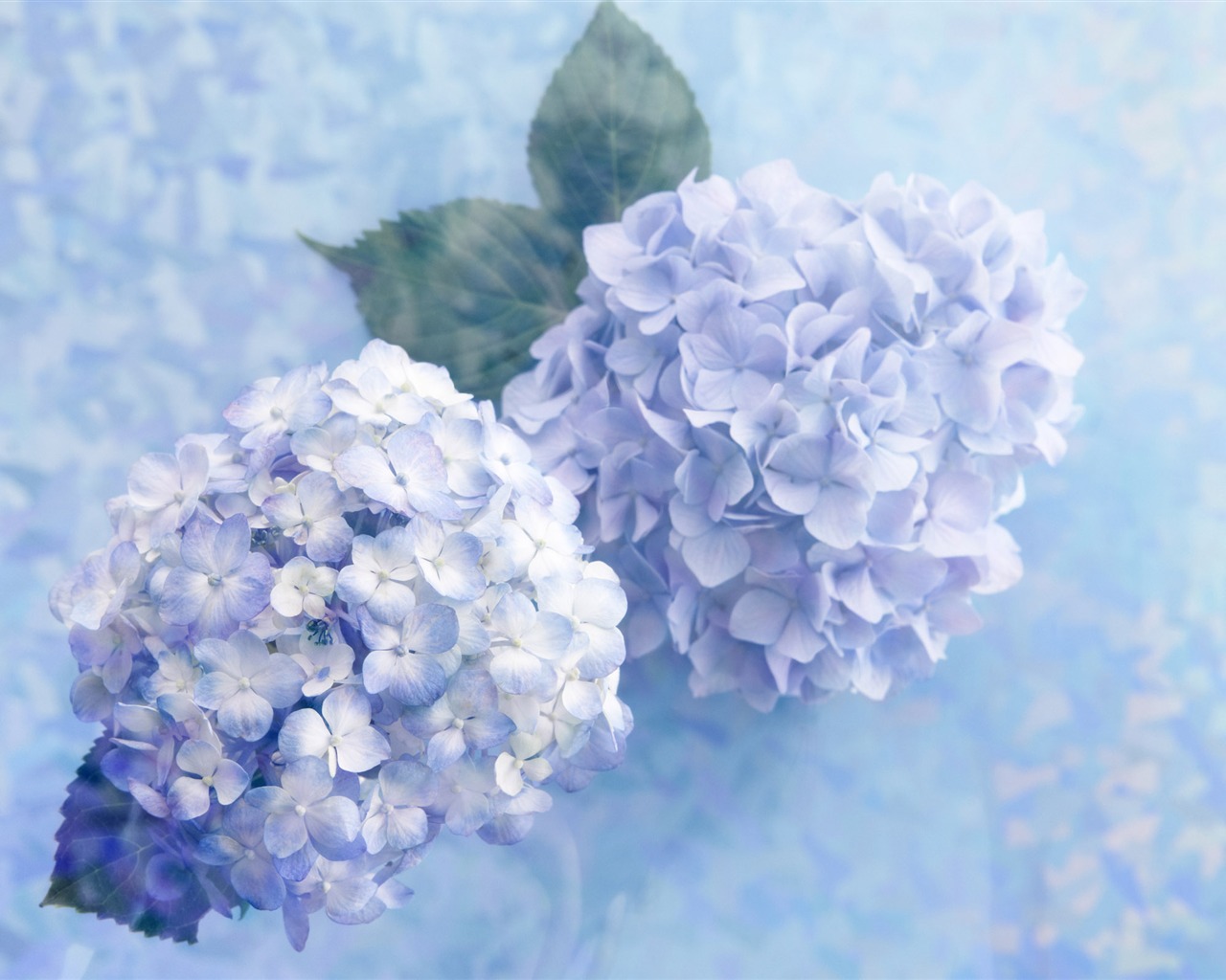 꽃 선물 용품 (4) 바탕 화면의 HD #8 - 1280x1024