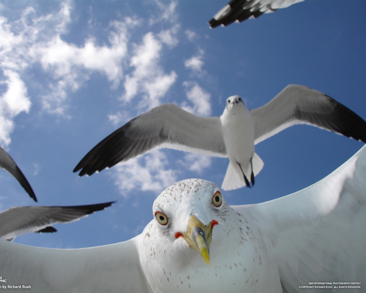 National Geographic Wallpapers Animal articles (2) #10 - 1280x1024