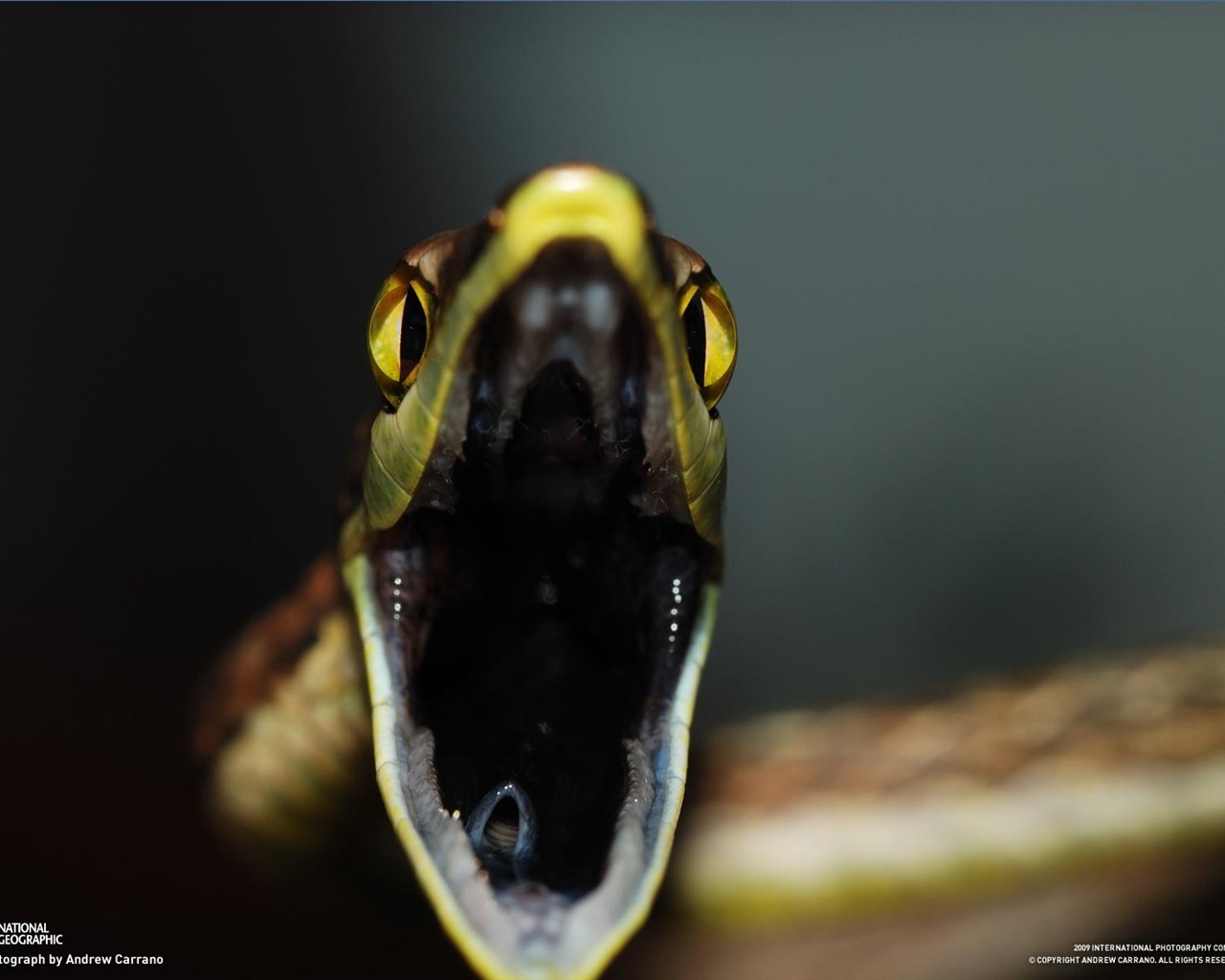 National Geographic Bilder Animal Artikel (2) #14 - 1280x1024