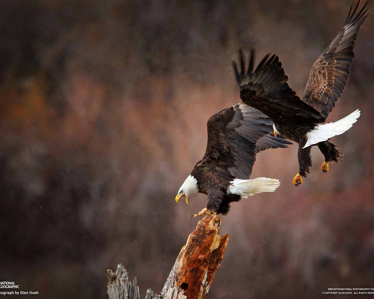 National Geographic Bilder Animal Artikel (2) #19 - 1280x1024