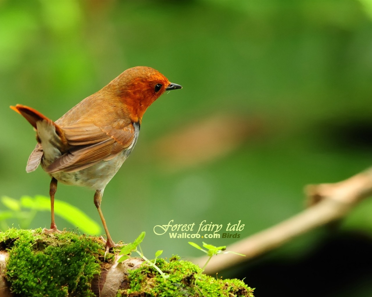 Lovely spring bird wallpaper #6 - 1280x1024