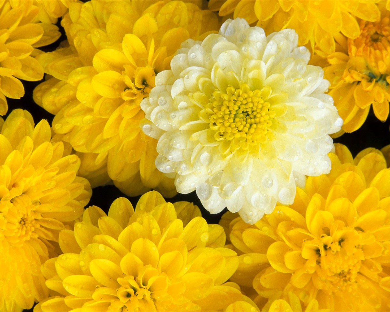 Květiny close-up (7) #12 - 1280x1024