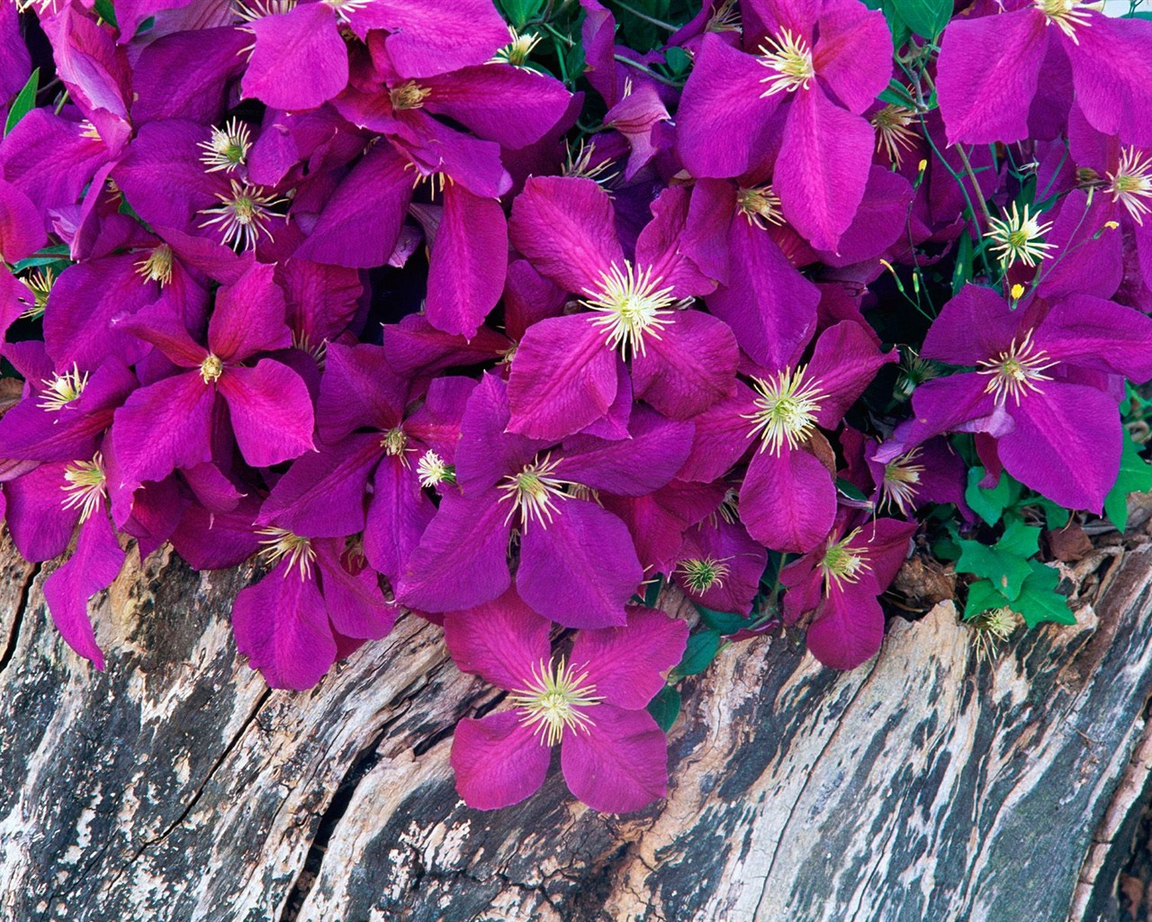 Květiny close-up (7) #17 - 1280x1024