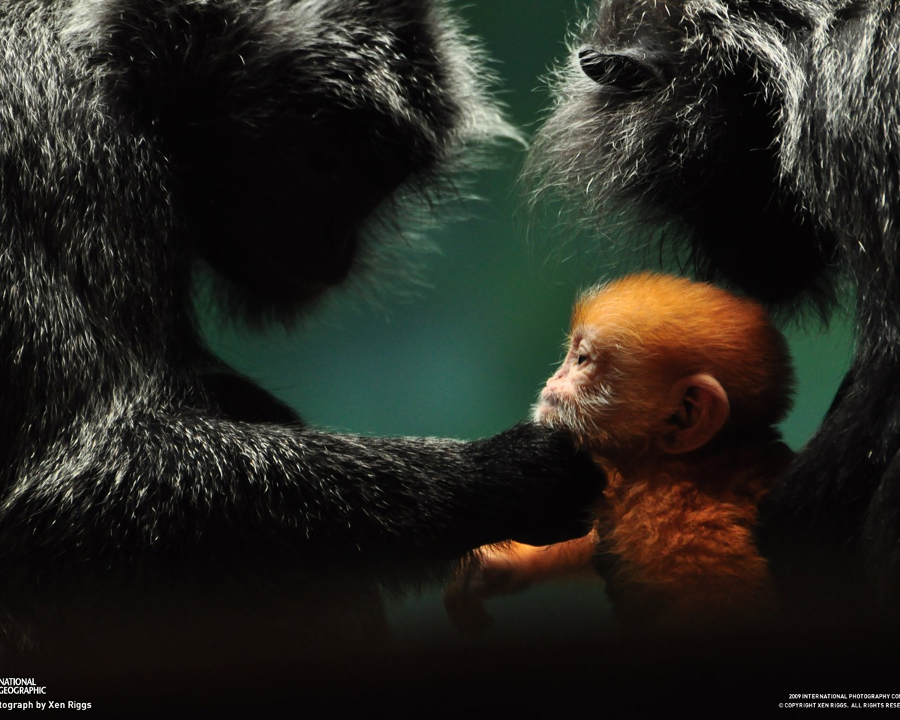 National Geographic Wallpapers articles animale (3) #12 - 1280x1024