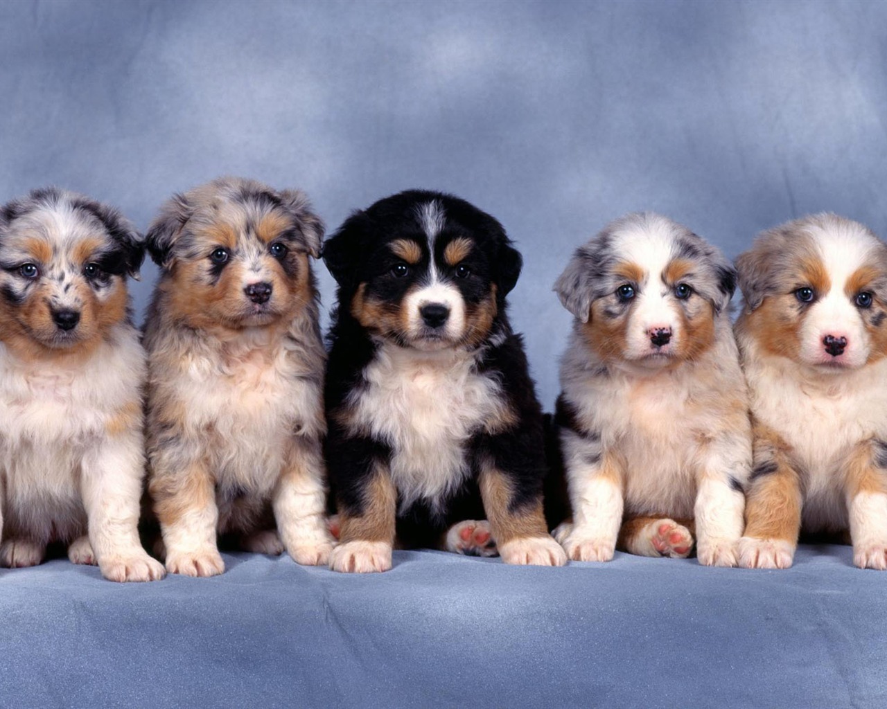 Puppy Photo HD wallpapers (1) #2 - 1280x1024