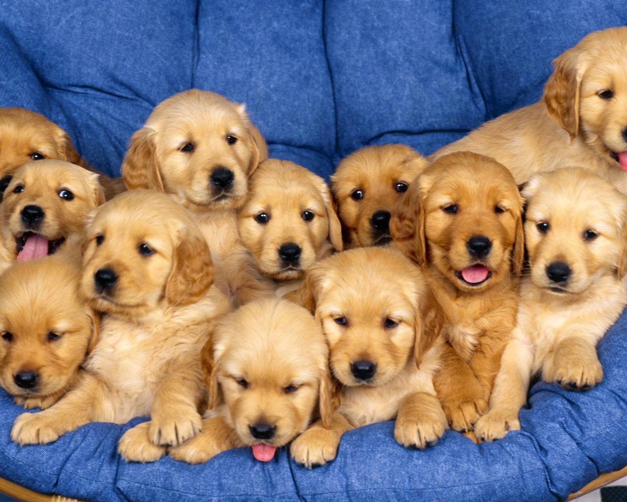 Puppy Photo HD wallpapers (1) #3 - 1280x1024