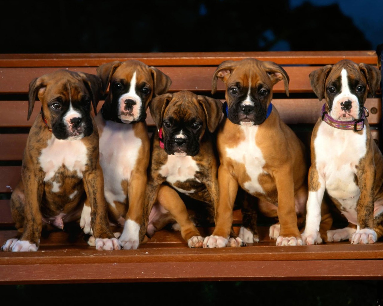 Puppy Photo HD wallpapers (1) #5 - 1280x1024