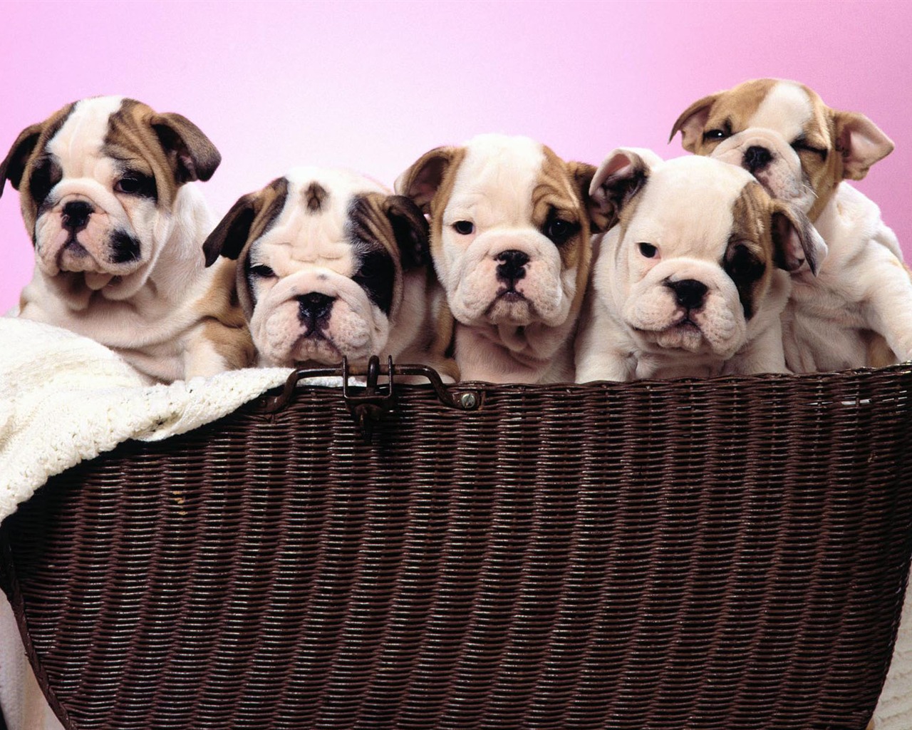 Puppy Photo HD wallpapers (1) #6 - 1280x1024
